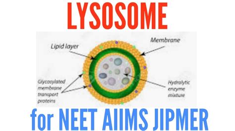 Lysosomes Structure