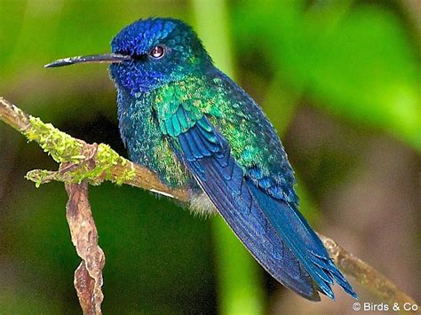 Colibri à tête bleue 19 | Images colibri, Colibri, Oiseaux