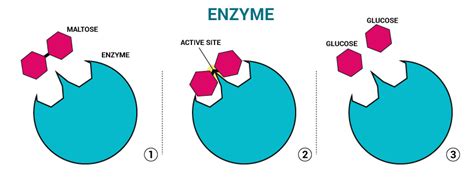 Enzymes | Structure of an Enzyme and their Use | Chemistry | Byju's