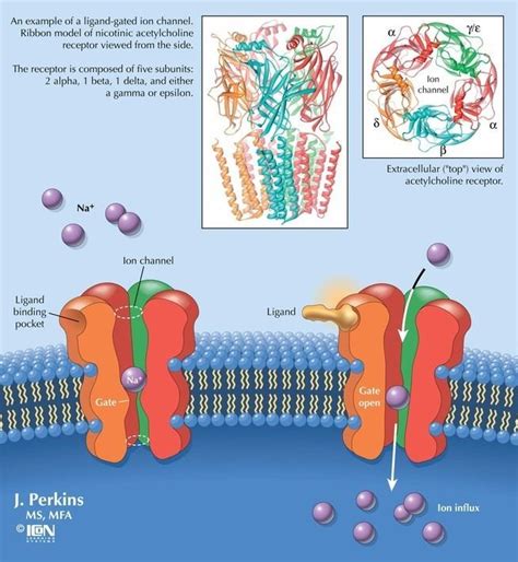 Acetylcholine receptor - Alchetron, The Free Social Encyclopedia