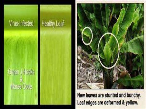 Plant Viruses Diseases and Symptoms