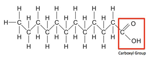 Saturated Fatty Acid: Structure, Formula & Example - Video & Lesson ...