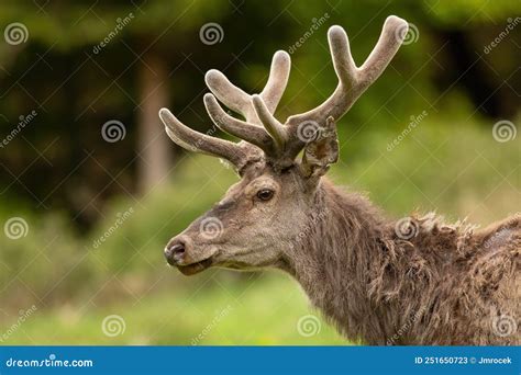 Red Deer with Velvet Antlers Looking on Meadow in Close-up Stock Image ...