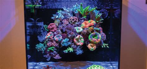 How to Build a Floating Reef Aquascape | Tropical Fish Hobbyist Magazine