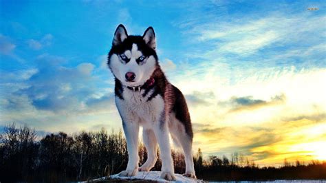 Siberian Husky Wallpapers - Wallpaper Cave