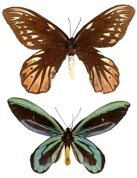 Queen Alexandra's birdwing - Alchetron, the free social encyclopedia