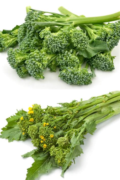 Broccoli Rabe vs Broccolini: A Detailed Comparison - Foodie FAQ