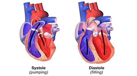 Diastolic Heart Failure and Systolic Heart Failure | Diastolic heart ...