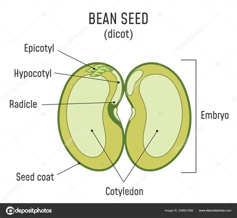 Bean Seed Structure Dicot Stock Vector by ©fancy.tapis.gmail.com 248601656