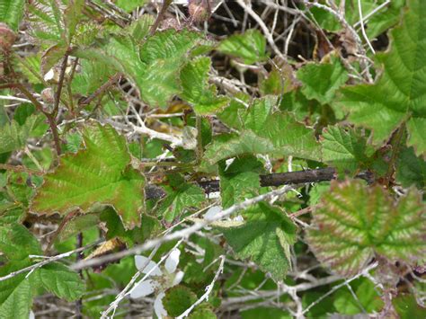 Leaves and stems - photos of Rubus Ursinus, Rosaceae