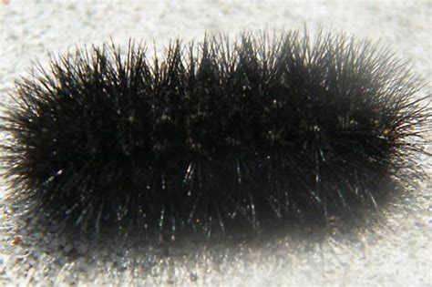 Black Hairy Caterpillar- What kind is it and is it poisonous? | Black ...