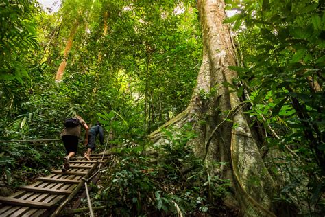 Into the heart of Malaysia. Sneaking through the rainforest - 4ever.travel