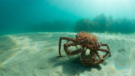 European spider crab: habitat, characteristics and reproduction