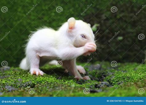 A One Month Old Albino Sugar Glider Baby on a Green Background. Stock ...