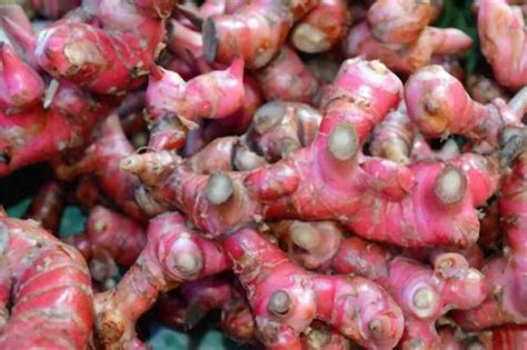 Red ginger plant care and benefits | Greenisher