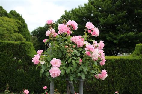 Premium Photo | Hybrid-tea-rose bouquet in a garden under the sunlight ...