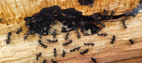 How To Locate Carpenter Ant Nests Inside The Walls - Yale Pest Control