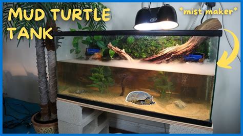 Mud Turtle Tank Setup Youtube - Temmie Aquarium