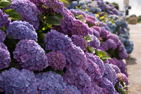 France in Bloom: Magnificent Blue Hydrangeas | Lisa Cox Garden Designs Blog