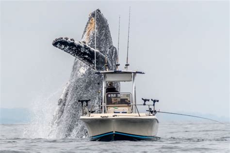 Photographer Catches Whale Breaching Next to a Fishing Boat | PetaPixel