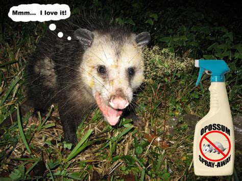 Possum Repellent - Keep Away Opossums