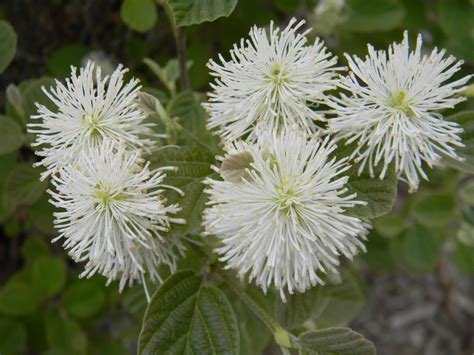 Fothergilla 'Mount Airy' (Dwarf Fothergilla, Mt. Airy Fothergilla ...