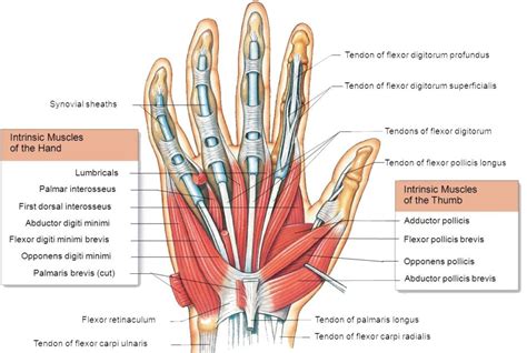 Hand muscles : Attachment, Nerve Supply & Action - Anatomy Info