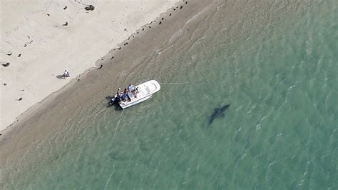 Police: Man dies after shark attack off Cape Cod - ABC7 New York