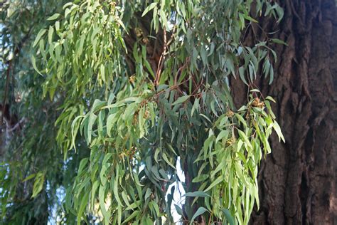 Slender Leaves Of Eucalyptus Tree Free Stock Photo - Public Domain Pictures