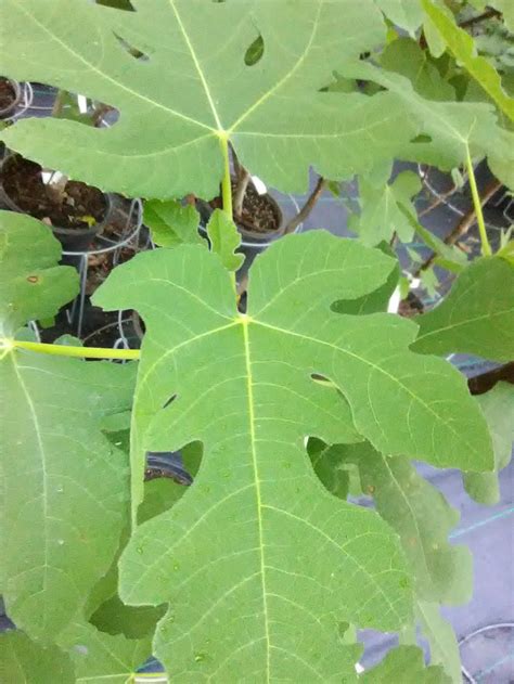 Celeste Fig Tree – Toms Creek Farm & Nursery