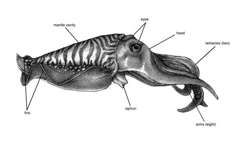 common cuttlefish [Sepia officinalis] Cuttlefish Art, British Colonial ...