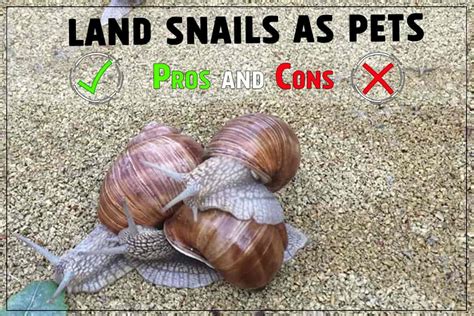 Are Land Snails Good Pets? Pros and Cons - Shrimp and Snail Breeder