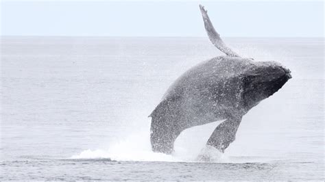 Whale Feeding Frenzy | California Academy of Sciences