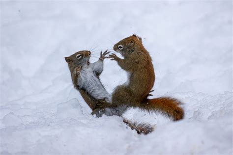 Squirrel Fight! • Free Nature Stock Photo