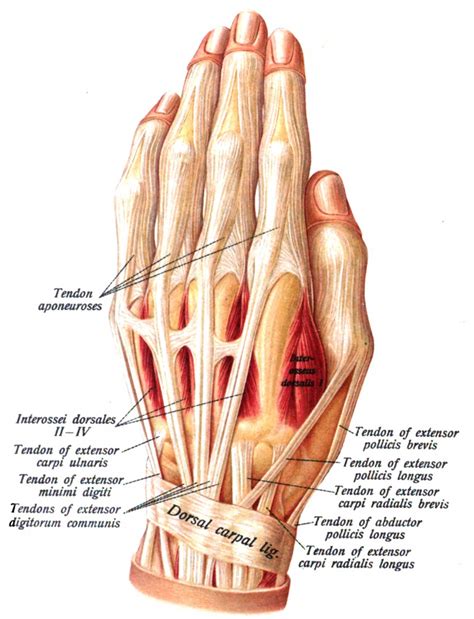 Intersection Syndrome - Physiopedia