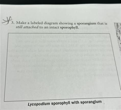 Solved Make a labeled diagram showing a sporangium that is | Chegg.com