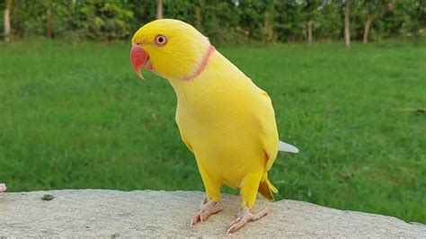 Amazing Yellow Indian Ringneck Parrot Getting His Ring - YouTube