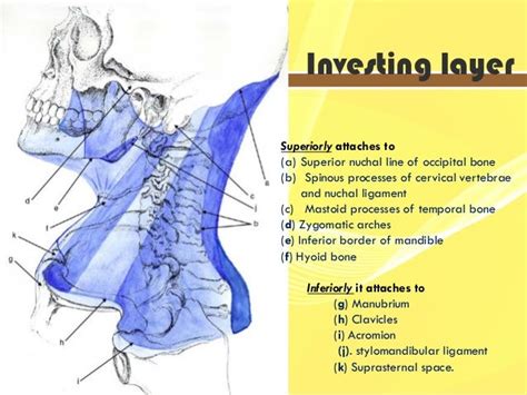 Deep Cervical Fascia - resourcesprecept