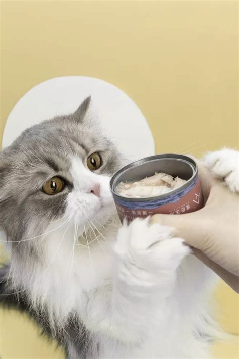 What is wet cat food? How to make wet cat food