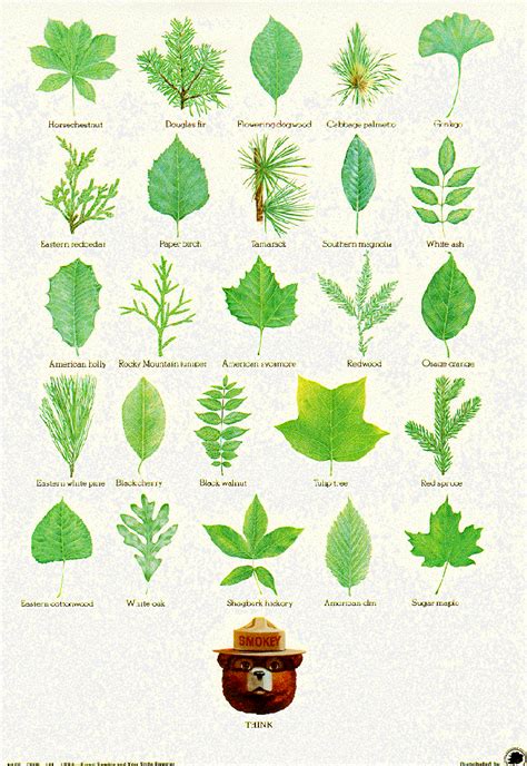 cottonwood tree leaf identification - Folly Blook Navigateur