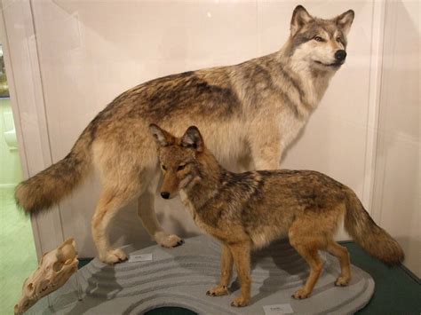 Wolf vs. Coyote | The wolf is much larger compared to the co… | Flickr