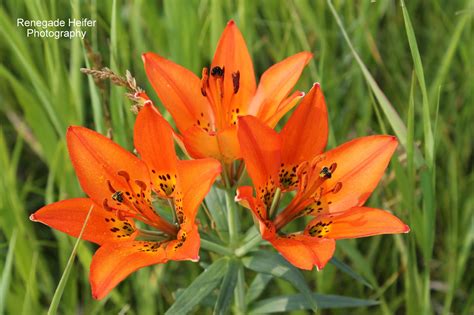 Renegade Heifer Photography: Wild Tiger Lilies by the Garden Spot