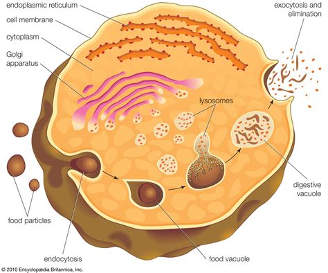 lysosome | Description, Formation, & Function | Britannica