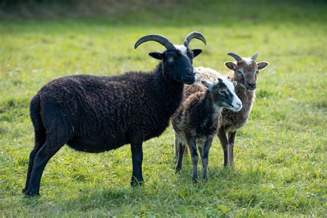 A flock of Soay Sheep | Severn Gorge Countryside Trust