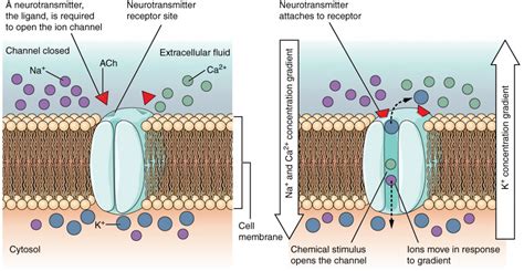 The Action Potential | Anatomy and Physiology I