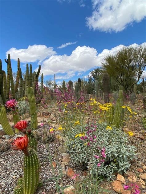 Cactus flowers are blooming in arizona and here are the 7 best places ...