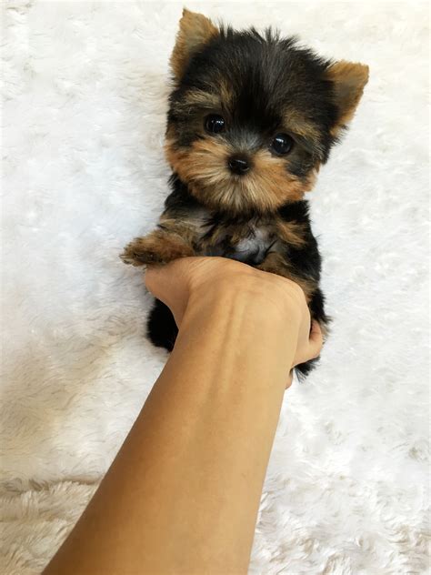 99+ Teacup Pomeranian Micro Teacup Yorkie Full Grown - l2sanpiero