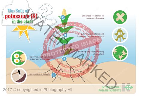 The Role of Potassium (K) - Plumeria Today