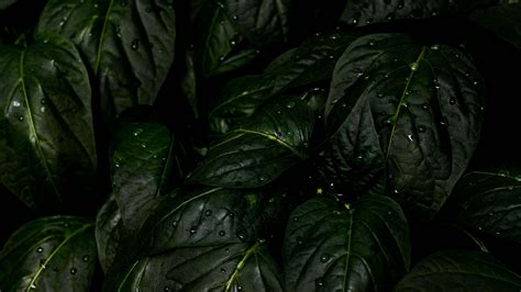 Rain Drops Leaves UHD 4K Wallpaper | Pixelz