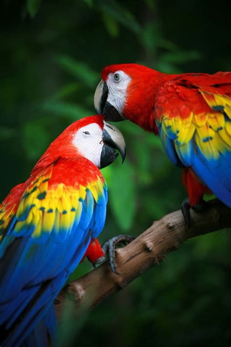 Extremely Fascinating Scarlet Macaw Facts You Ought to Know - Bird Eden